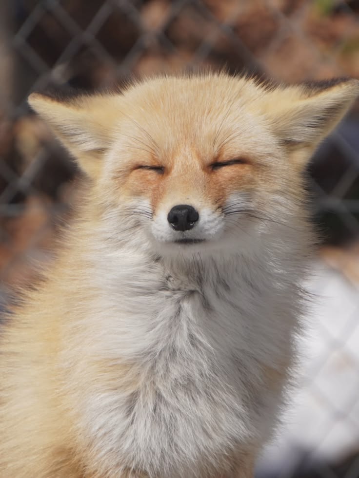 uma foto minha     /    animal que eu seria