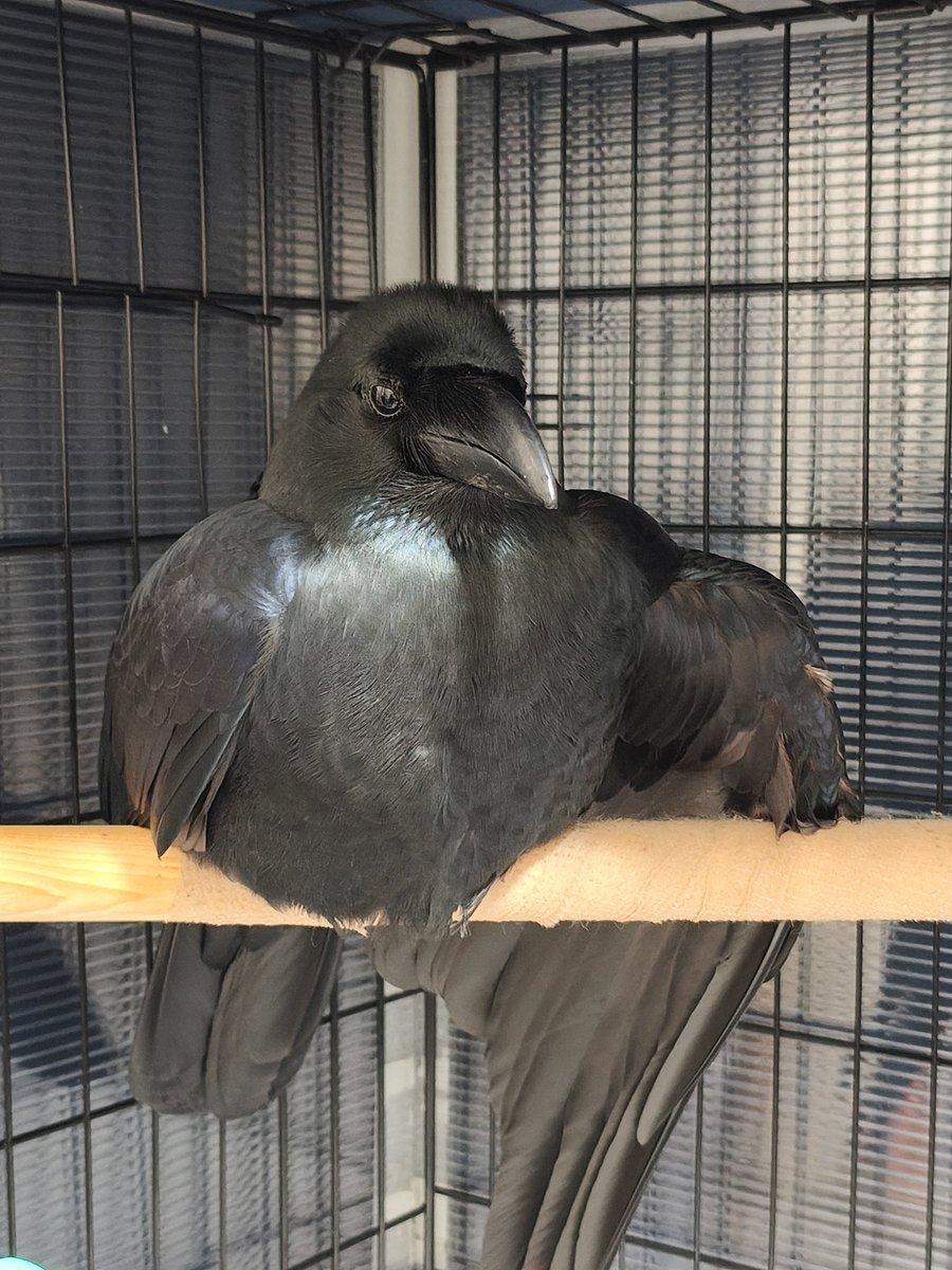 今日寝かすの遅くなっちゃってごめんねって言いながらカバーかけようとしたら「かまわん。(カバー)かけたまえ」みたいな構えしてて思わず声出た