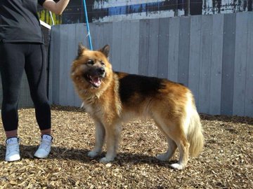 gsrescueelite's tweet image. Alfie is 6yrs old and he is a polite and calm boy who has loved everyone he has met. Alfie can live with older kids and walks well with other #dogs but would like to be the only pet in the home 
#germanshepherd #Notts 
gsrelite.co.uk/alfie-9/