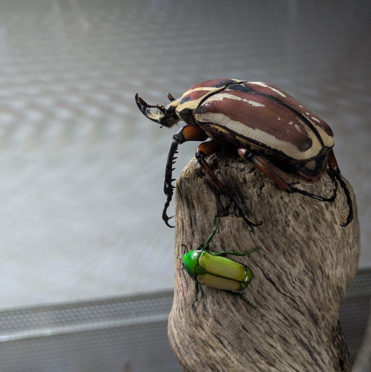 rio 🪲 bug oomf tweet media