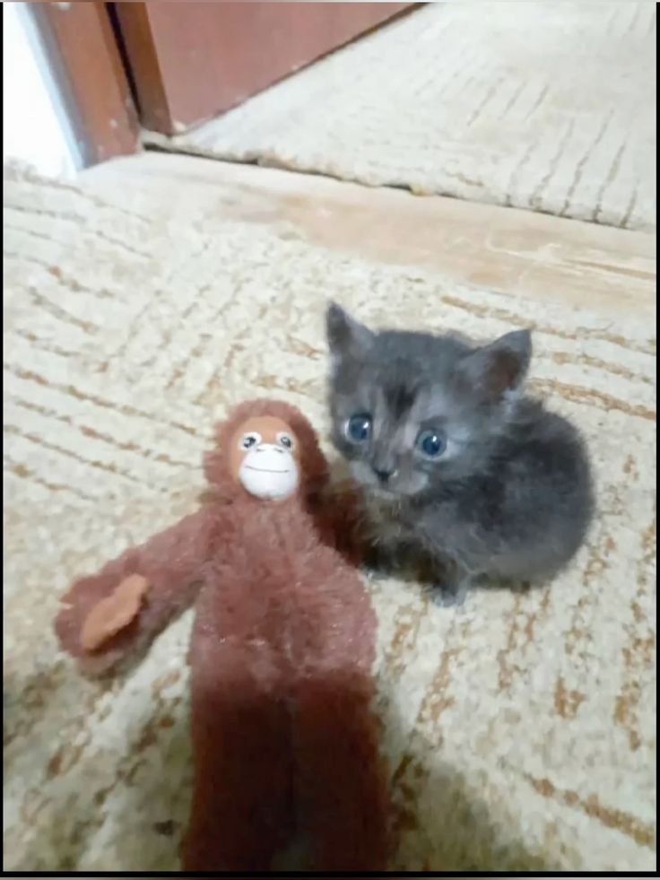 strawberry 🍓✨ tweet media