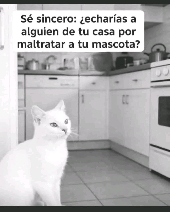 Tio Felino (Leo) tweet media