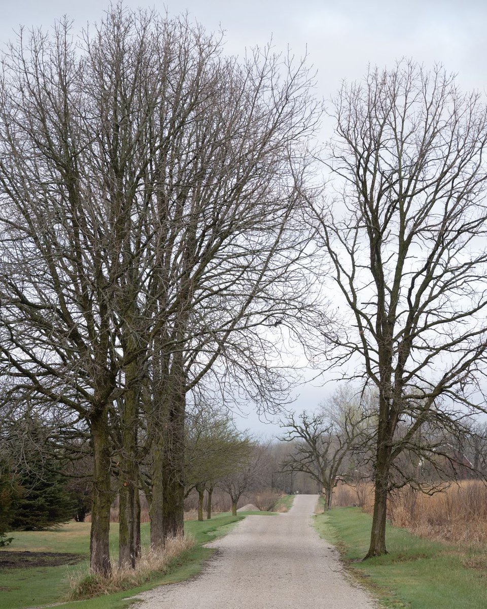 AndrewSabai's tweet photo. Some trees caught my eye. A row of young Bur Oak (Quercus macrocarpa) trees lines a small ditch, and another group of trees flank Dike Road outside Wisconsin's Horicon Marsh.   #trees #horiconmarsh #Wisconsin https://t.co/OY6xtPWo93
