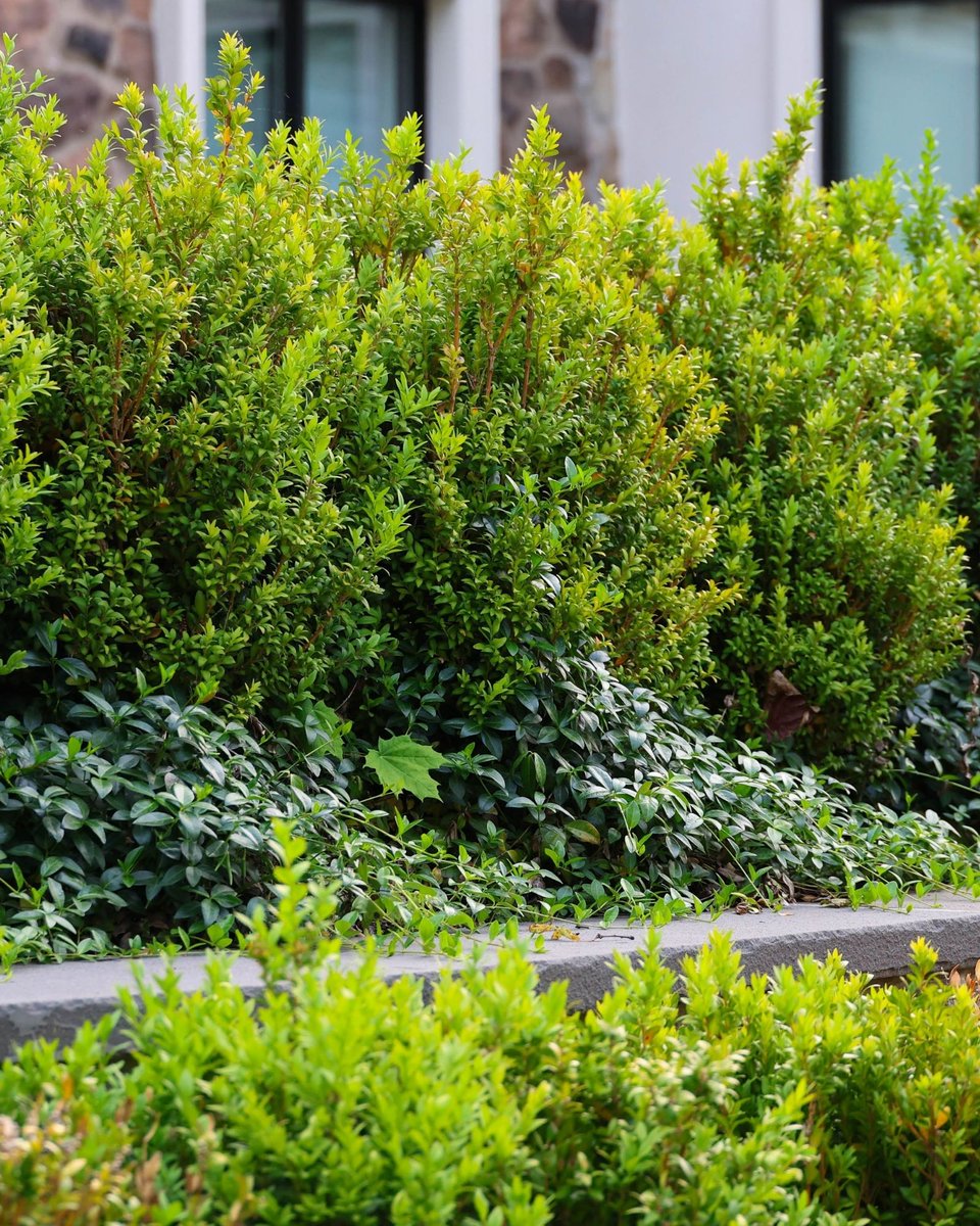 mufsonpools's tweet image. A love letter to #spring greens 🌿✨

At Mufson, we create thoughtful #landscaping that keeps your space looking fresh, full, and balanced all season long.

Create your #outdoor oasis:
🔗 mufsonpools.com