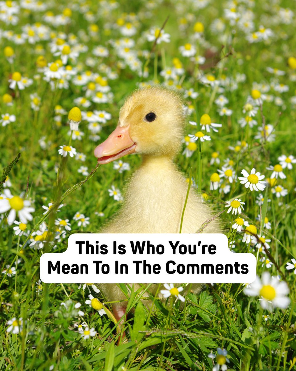 Quick Quack Car Wash tweet media