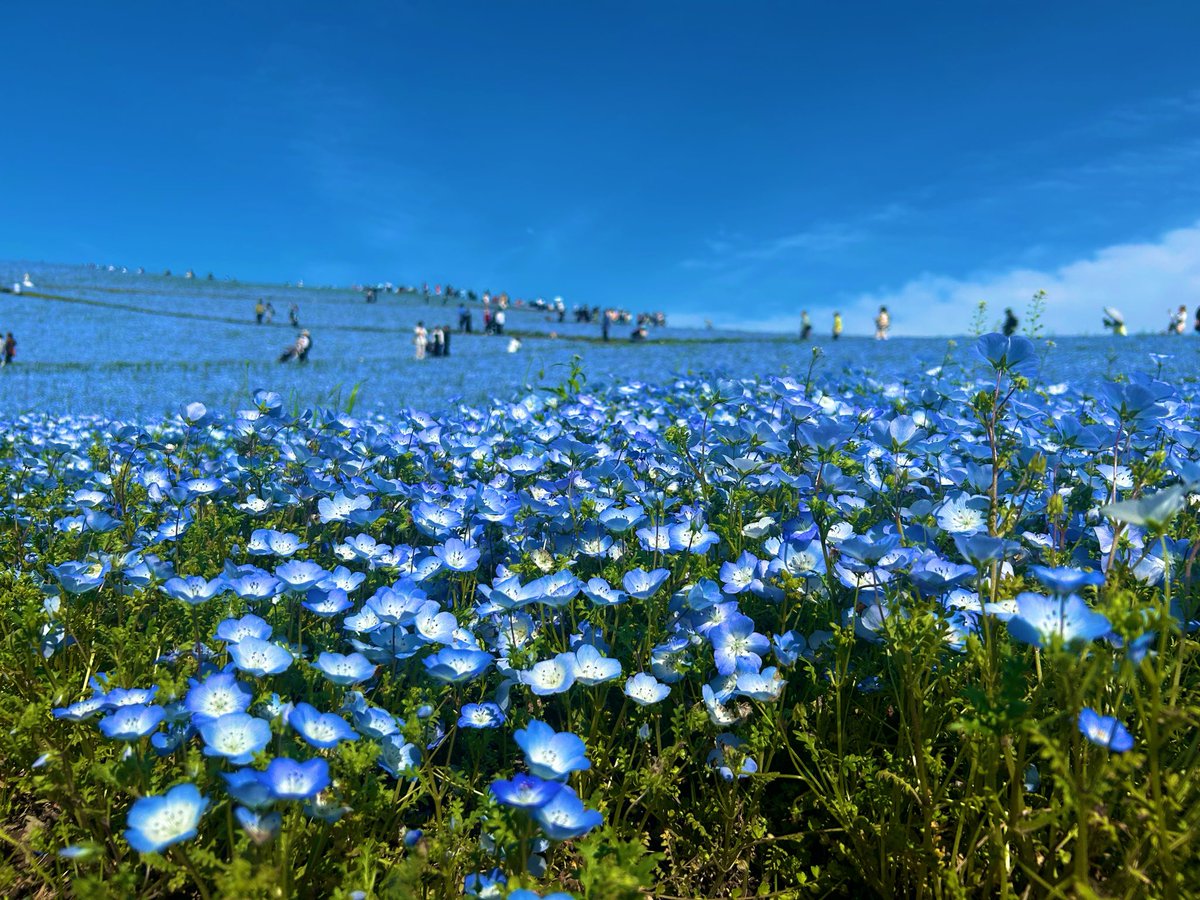 ずっと行ってみたかった、ひたち海浜公園のネモフィラを見て来ました！満開だった🌼✨
天気にも恵まれて、とても良い1日でした☺️
たくさん写真を撮ったので、また後日上げます📷

#ネモフィラ
 #ひたち海浜公園