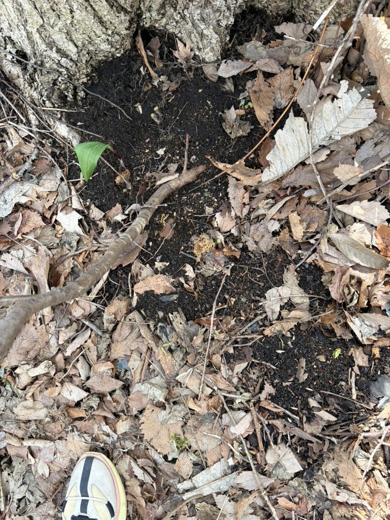 x_dady1530's tweet photo. 植えていたアイヌネギが
隣の工場の方に盗まれました。
今日取られているのをみて、
観察していたところ隣の工場の人より
不法侵入、不審者の容疑で
通報され警察が6人ほど降臨
頭に来たのでうちの敷地の
図面を出して悪いのはあちらでした。
スイセンも植えてたから
大丈夫かなおっさん
#アイヌネギ https://t.co/2dZNgvZ1Xe