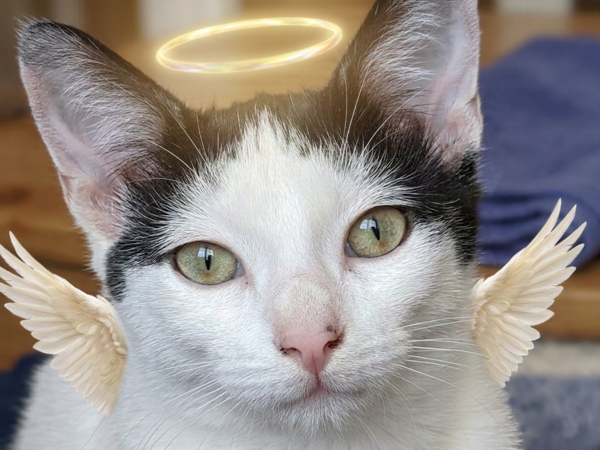 NekitoKokoro's tweet image. I hadn't posted any of this, it's very painful, my little old lady how I miss you 17 years of your life since you were a little baby kitten, I had you from my adolescence to my adulthood.Thank you for your affection and love, my sweet kitten. 

Chata 
#kitty