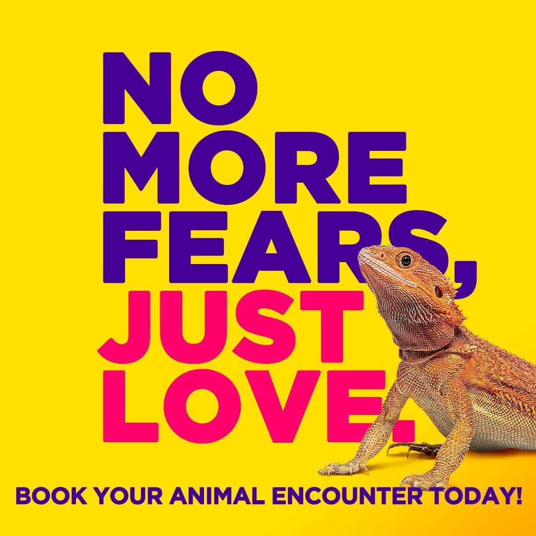 OnceInAWild's tweet photo. No more "nope" "kill it" or "burn the house down." At Once in a Wild, we believe in promoting kindness and respect towards all creatures, big or small. 

Join us in our mission to un-learn negative attitudes towards animals like spiders, snakes, lizards, and bugs. https://t.co/jDJr2JeZOK