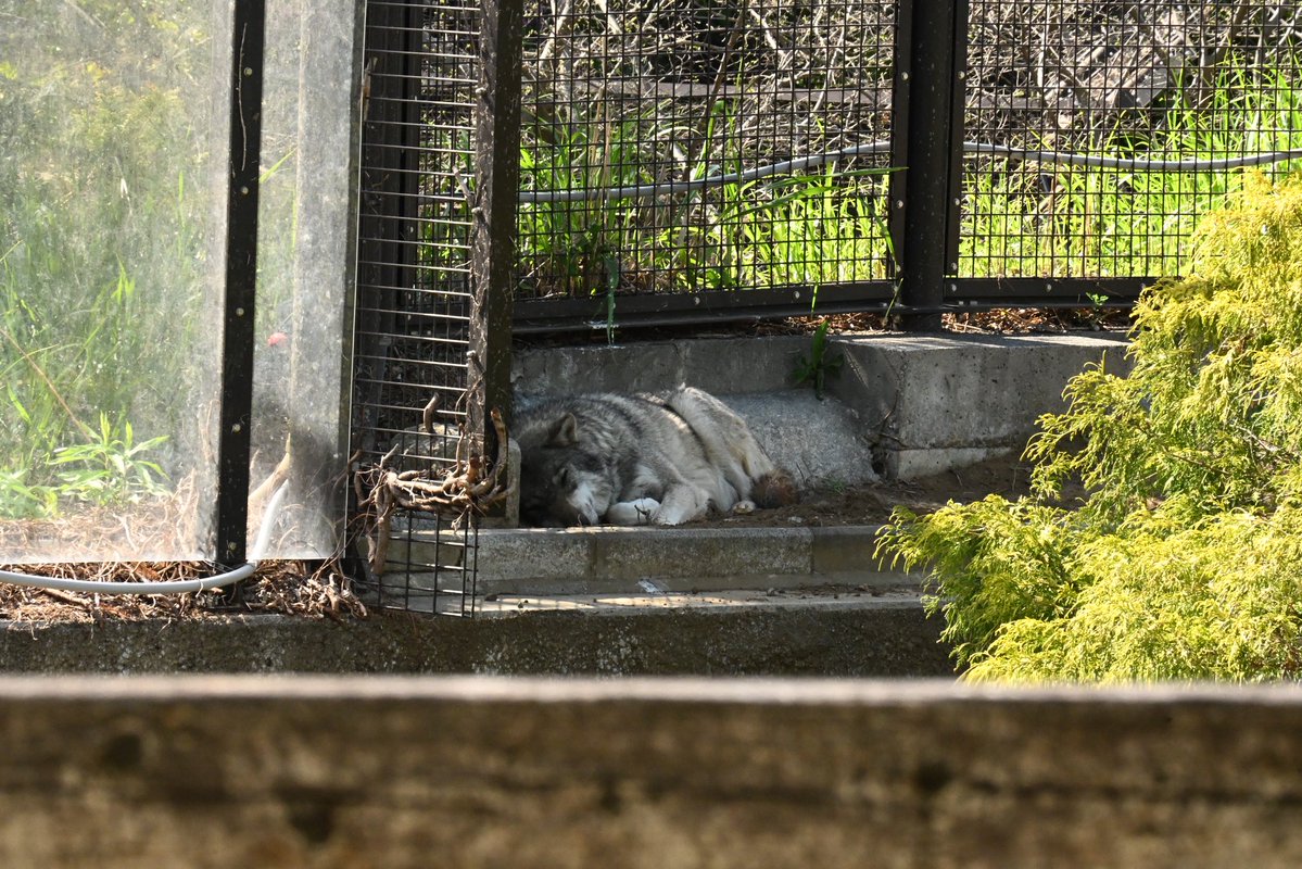 晴天(てん) tweet media