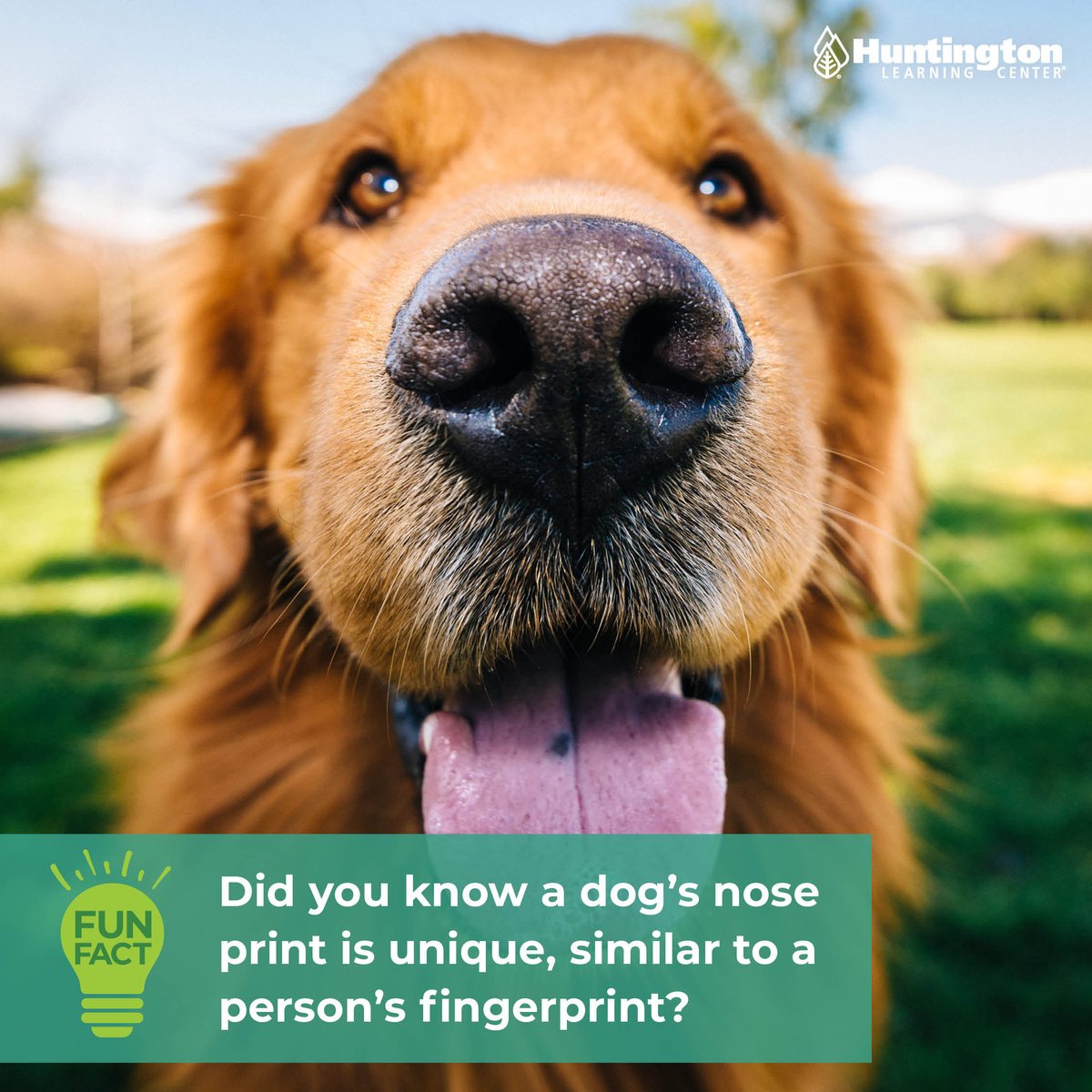 WayneNJTutors's tweet image. 🐾 Should we start a petition so that every day is #NationalDogDay? Here are a few fun facts about what makes our favorite pets so great:
🐕 All dogs dream.
🦮 Dogs have legendary senses of smell, and their noses have as many as 300 million receptors.
🐩 Last but not least,...