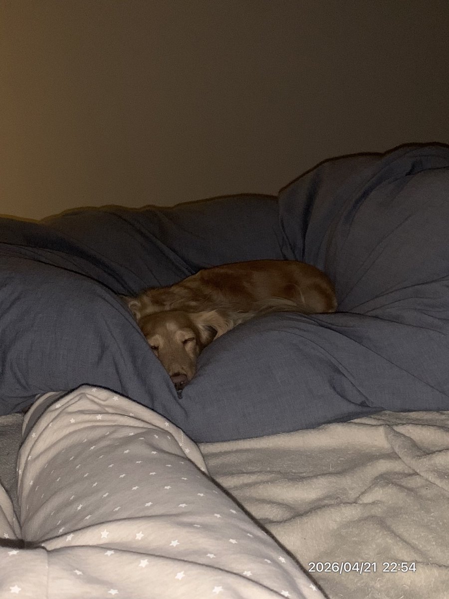 こむぎ🐶🌾 tweet media