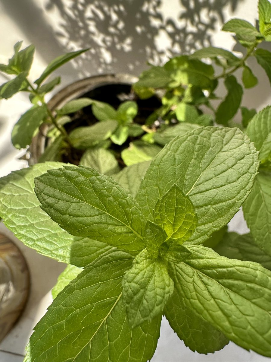 سُندس tweet media