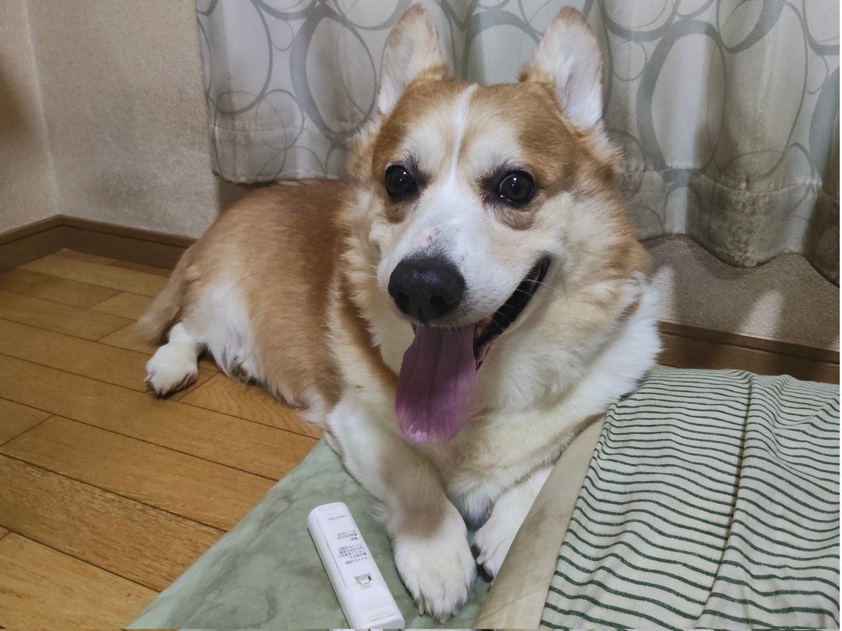 こぎ父 tweet media