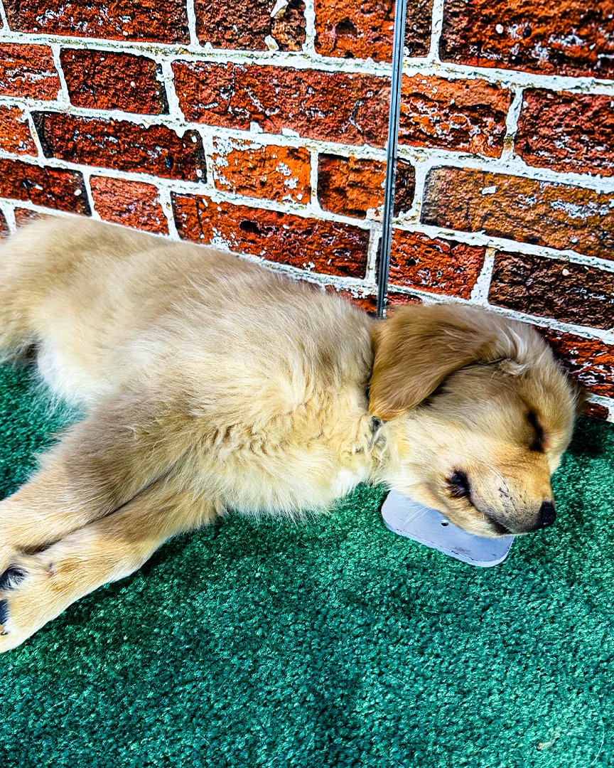 FirstNet's tweet image. Back by popular demand at @fdicevent! 🐾

Come de-stress after your training with therapy dogs at Central Park at LOS Stadium. 
 
Pop by to see the pups starting Thursday. 

4/23: 10am – 5:30pm
4/24: 9am – 5pm
4/25: 9am – 1pm

Full info - fdic.com/the-stadium/ce…

#FDIC #FirstNet