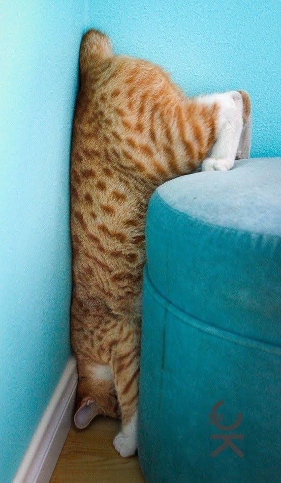 nekochigura5656's tweet image. みなさまおはようございます。今日も病院通いの日🏥

ちっちゃいちゃんさんはネコと和解できませんでした

#shindanmaker
shindanmaker.com/632000
○○●●

たばこを止めて1366日目( ´ー｀)y-~~