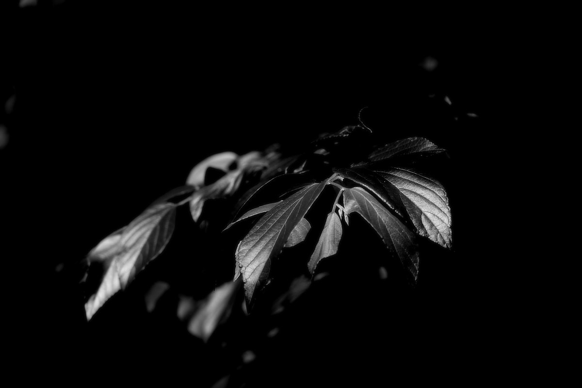 ino_0121's tweet image. #自然
#photo
#nature
#自然が好き
#photography
#キリトリセカイ
#写真の奏でる私の世界
#写真好きと繋がりたい
#写真好きな人と繋がりたい
#ファインダー越しの私の世界
#写真撮ってる人と繋がりたい
#カメラ好きな人と繋がりたい
#ファインダーは私のキャンバス