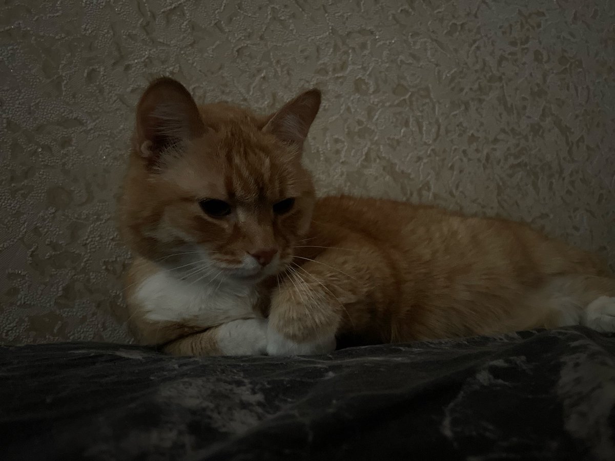 лезавр tweet media