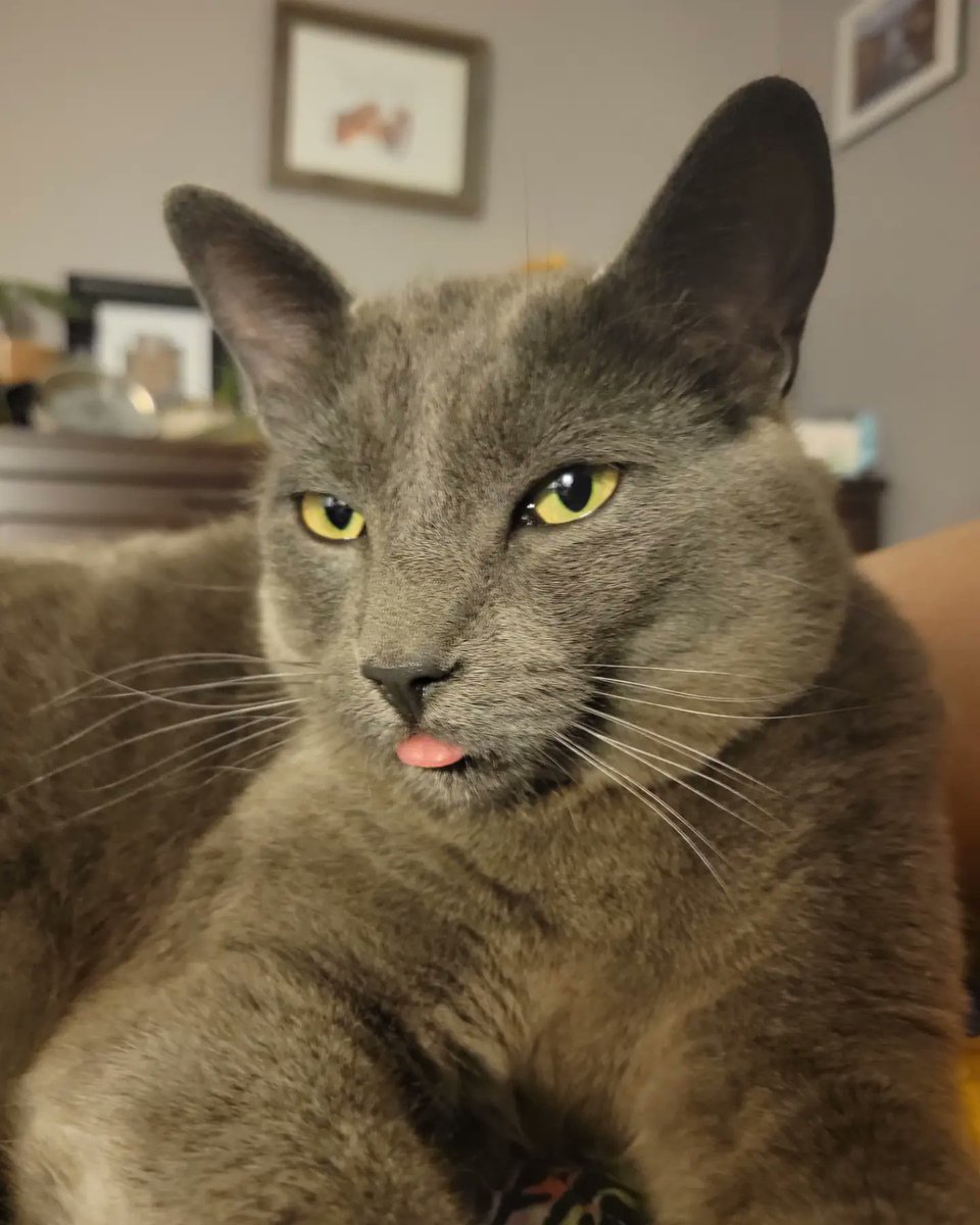 MyHPLD's tweet photo. Spokescat Wren here: I should probably be salty about Spokescatting for Connie Willis, who wrote To Say Nothing of the DOG! But I can't help myself, Connie Willis is the best, and you can catch her at LINC on Wed. May 6th! https://t.co/HAhEo1MI8x https://t.co/T7dTO2vv9D