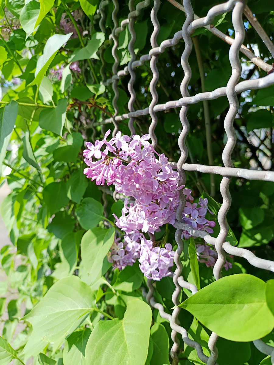 The jaded one 
Finds light 
And blooms 
Out of adversity 
#vss365 #jade #blooms #bloomselfieday #adversity #life #FlowersOfX