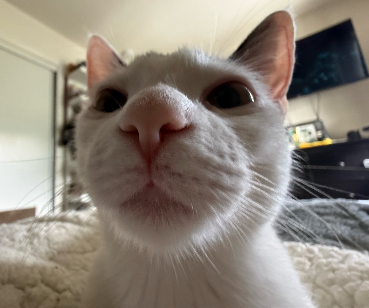 ༺ ☾ ༻ tweet media