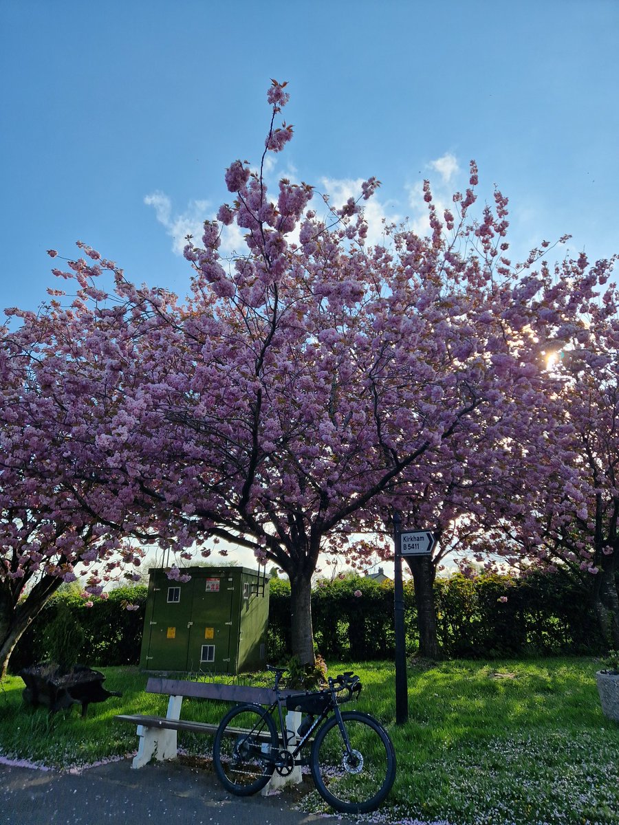 Callum_James_ee's tweet photo. Japan came to the UK this spring🌸 https://t.co/okqo7AWxoO