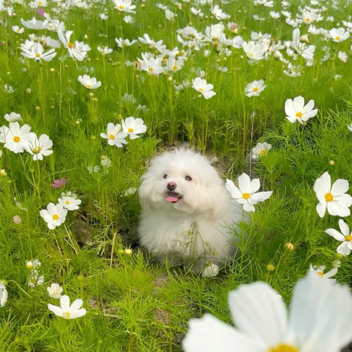 ˚ʚ♡ɞ˚ tweet media