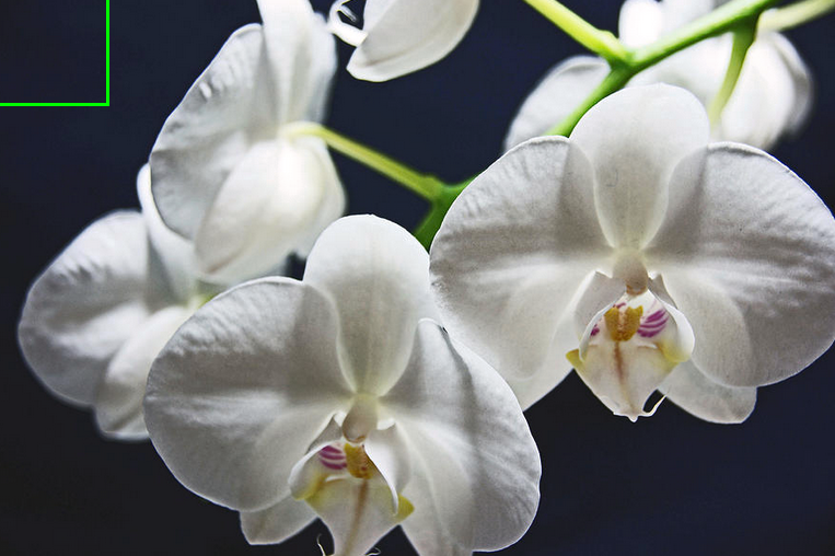 LachlanMain's tweet image. lachlan-main.pixels.com/featured/orchi…
Orchids for the lady.
#photography #orchids #wallart #wallartforsale #flowers #white