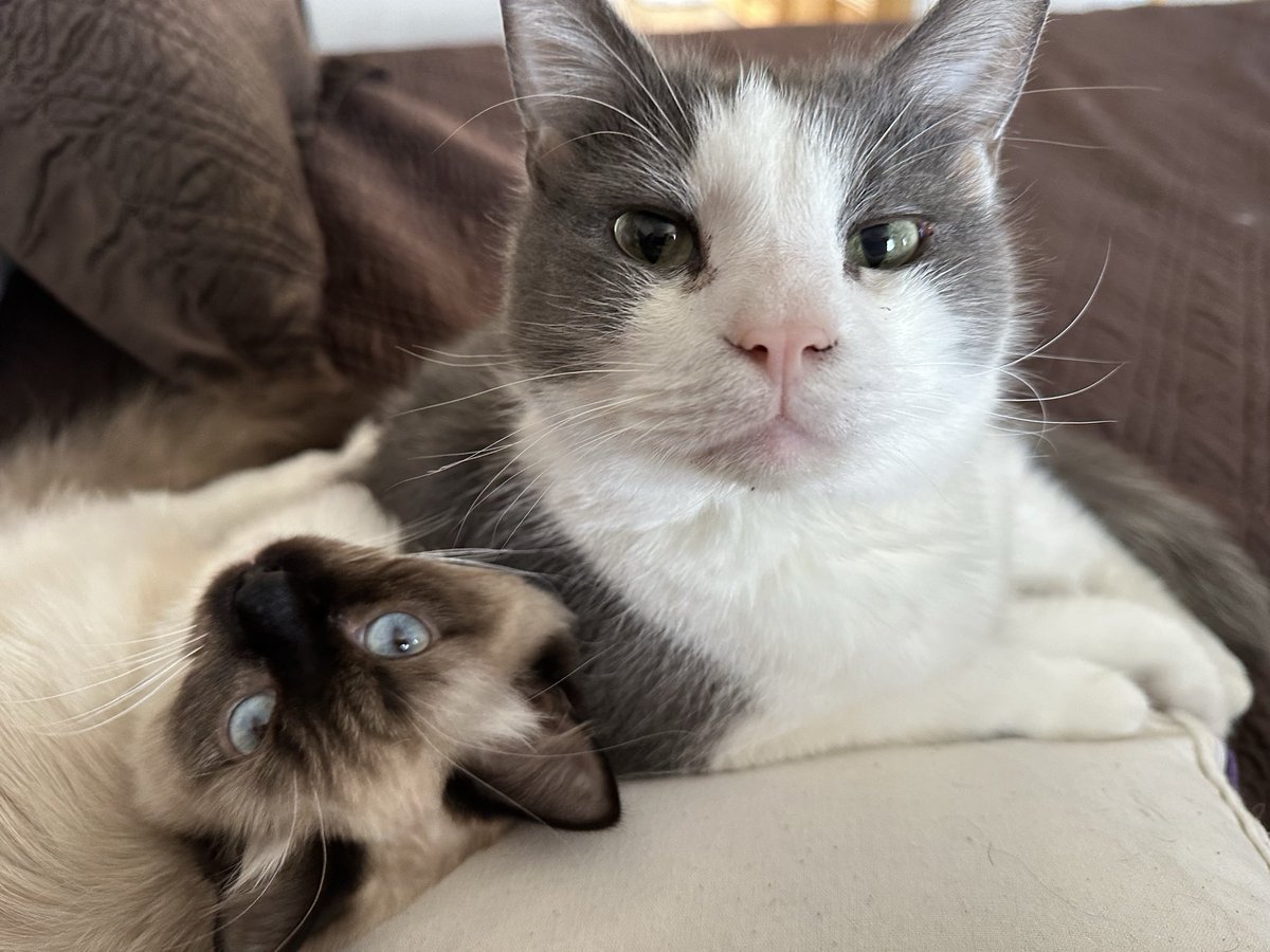 booklycatz's tweet image. Tui doesn't like his new sister, Bailee but somehow she was allowed to lay next to him while waiting for the dinner bell. 

#CatsOnTwitter #cats