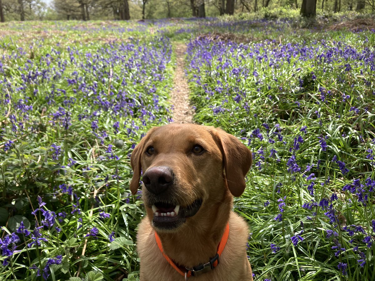 OscartheLab1's tweet photo. Do you have any idea how many attempts it took Mum to get this picture 🤔😉🐾 https://t.co/G80wkVlLaK