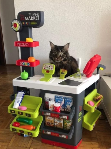 sayomgwtf's tweet photo. Khajiit has wares if you have coin https://t.co/CWj8Mux2NA