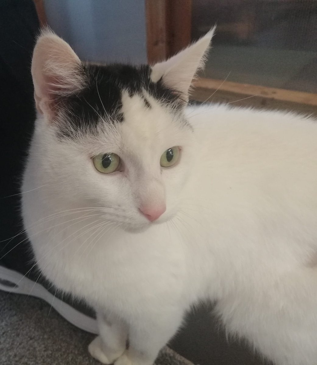 Up Close with Lord Spencer 🤎
3.5 years old and full of gentle charm – he loves greeting visitors and human companionship.
Offer him a forever home at heswilmslow.co.uk/lord-spencer
#AdoptDontShop #Wilmslow #AlderleyEdge