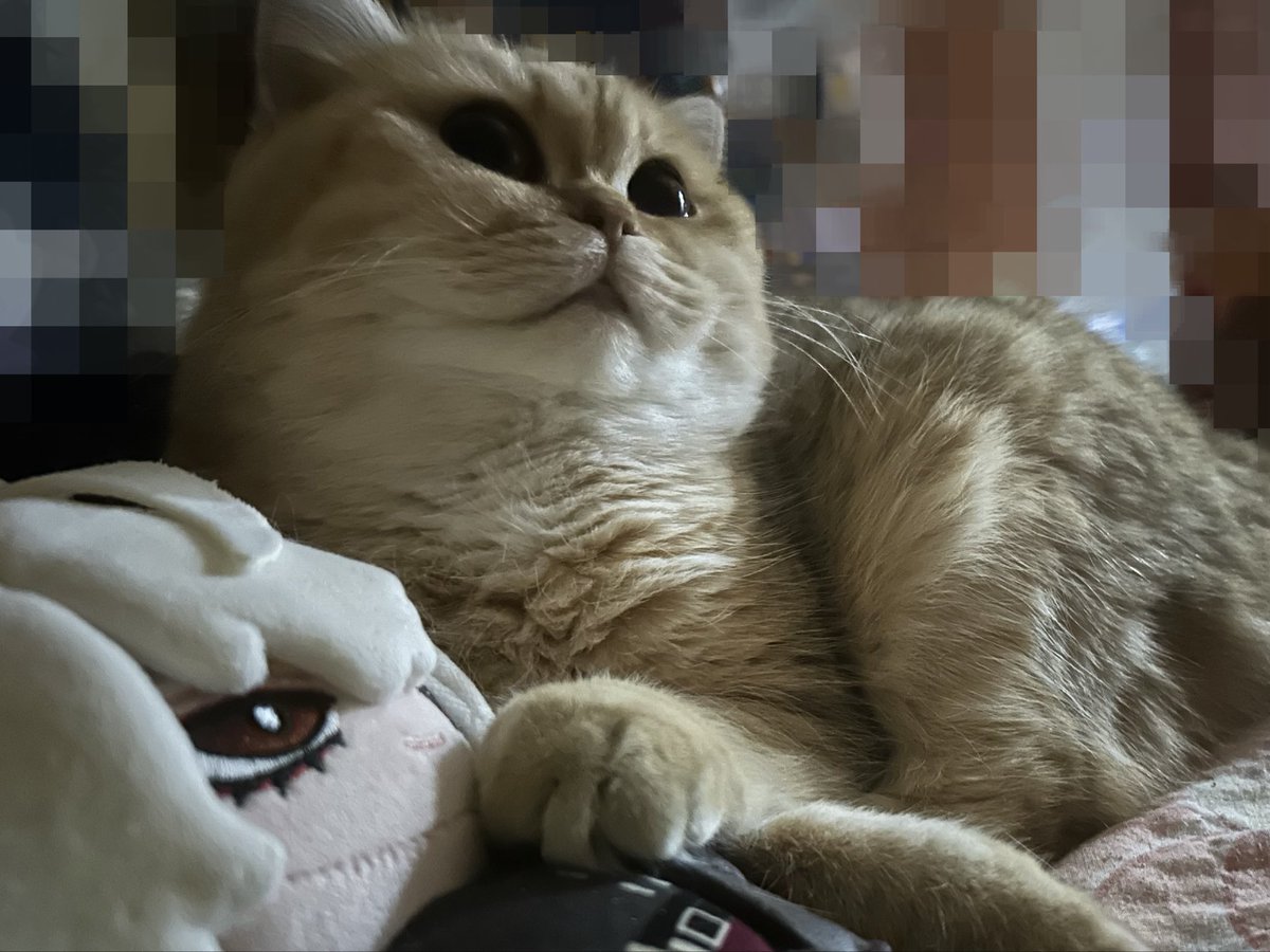 Zelda-Chan♡ tweet media