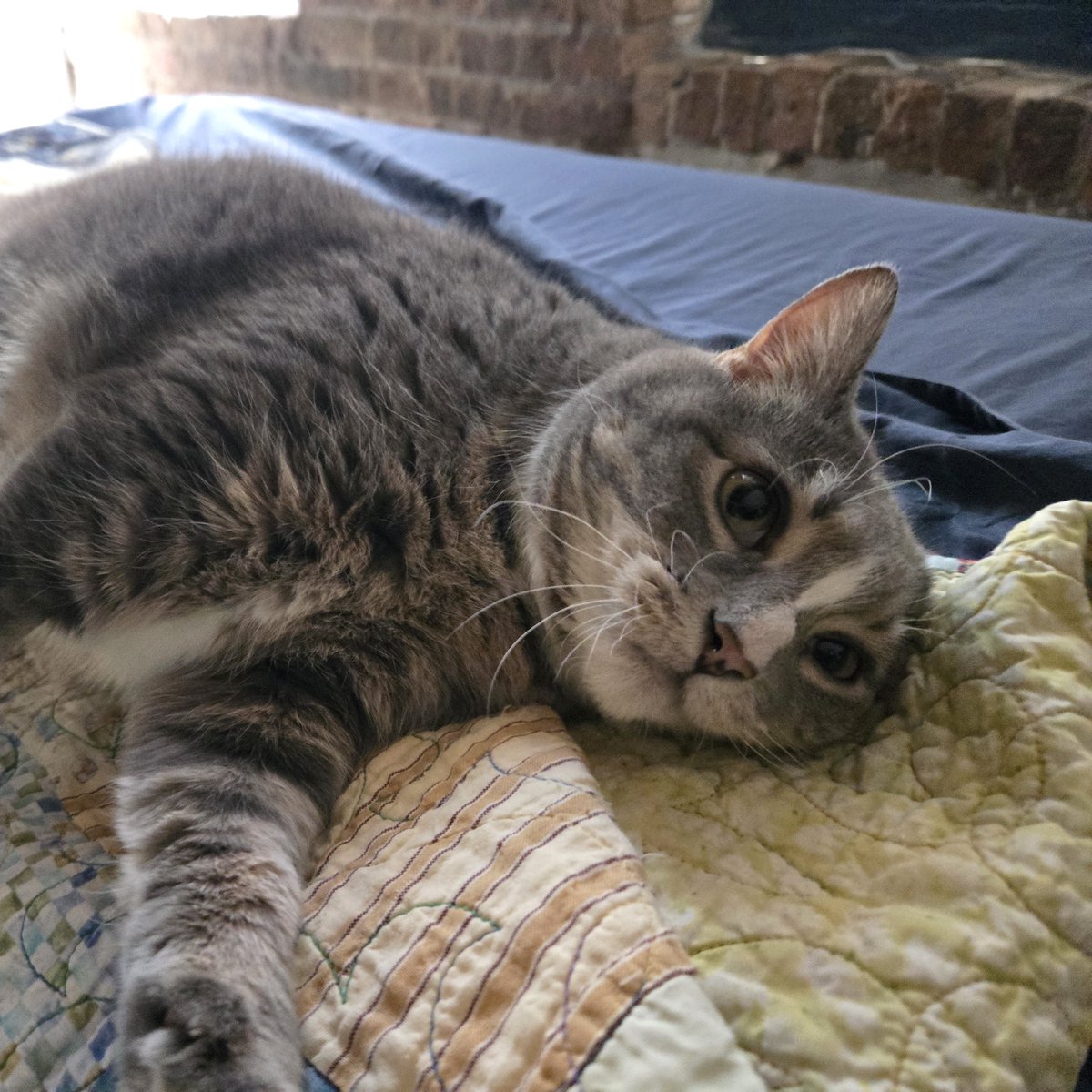 Tree House Humane Society tweet media