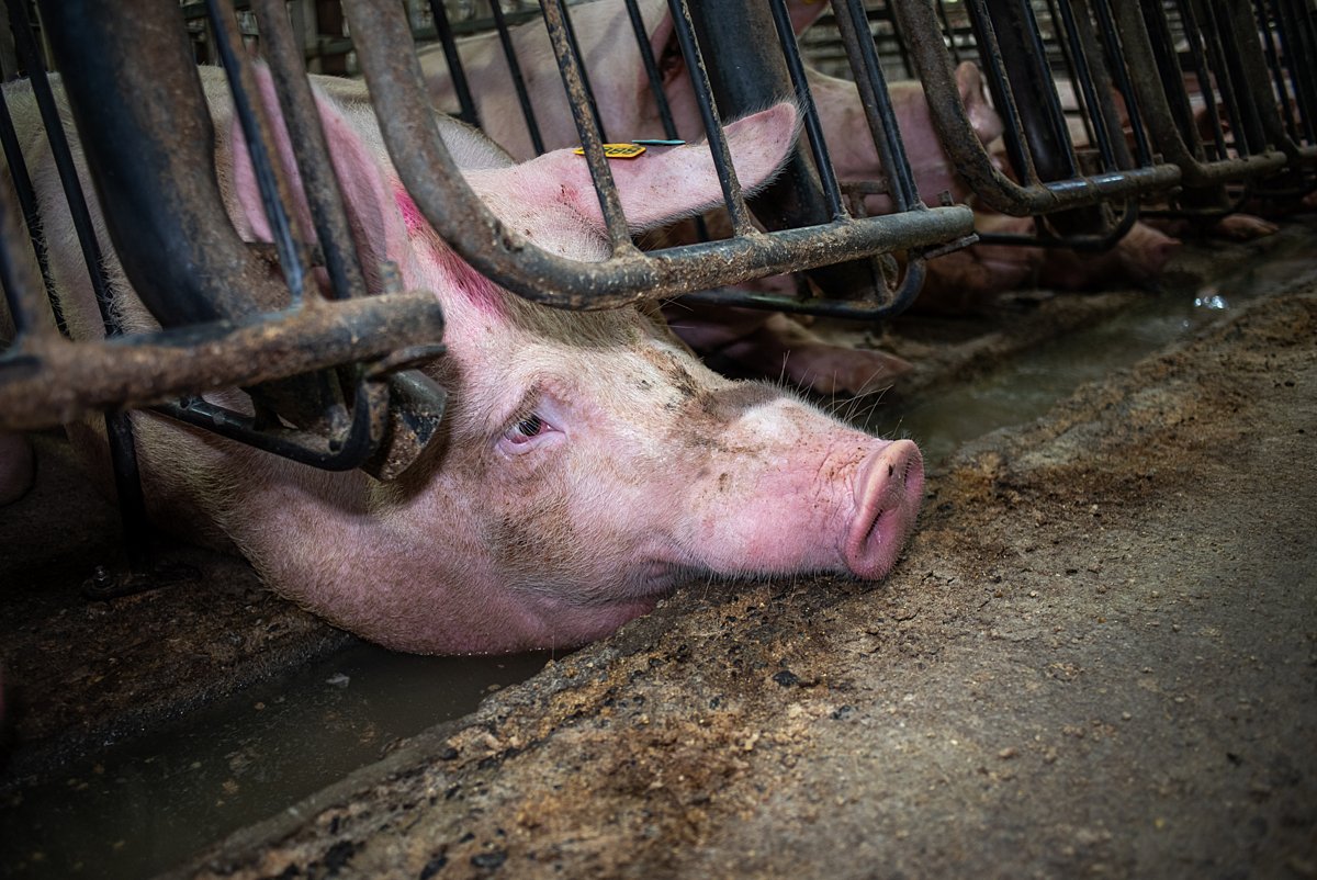 greennomad61's tweet image. People can also stop consume animals .@FAO

#EarthDay2026 
#NoPlanetB
#DoJustOneThing

Join &amp;amp; ✍🏼 the plantbased treaty:
&amp;gt;@Plant_Treaty

 👇🏼
Plantbasedtreaty.org