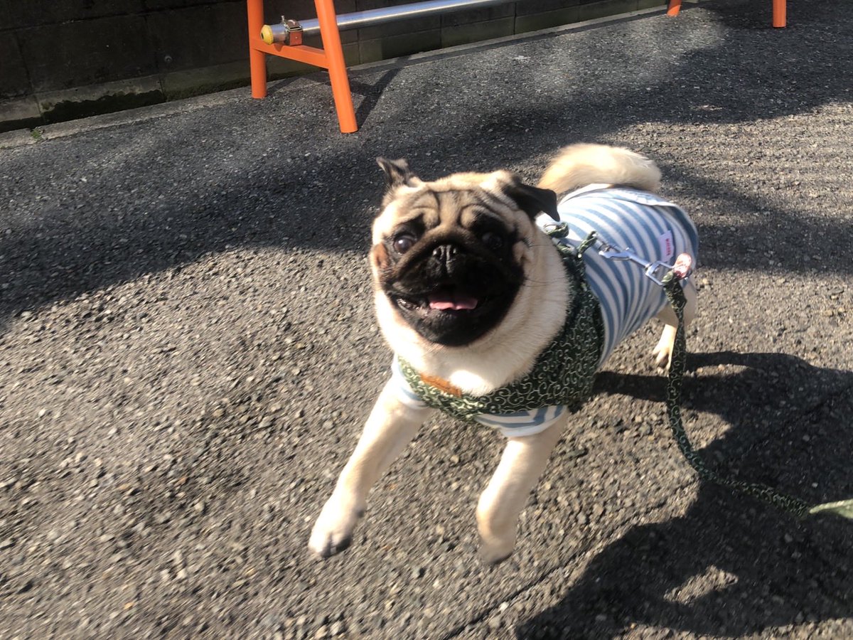 osndayo's tweet photo. こたろうにはいつも謝らないとあかん事だらけ。

ごめんな。 https://t.co/Hojz6Yvt0a
