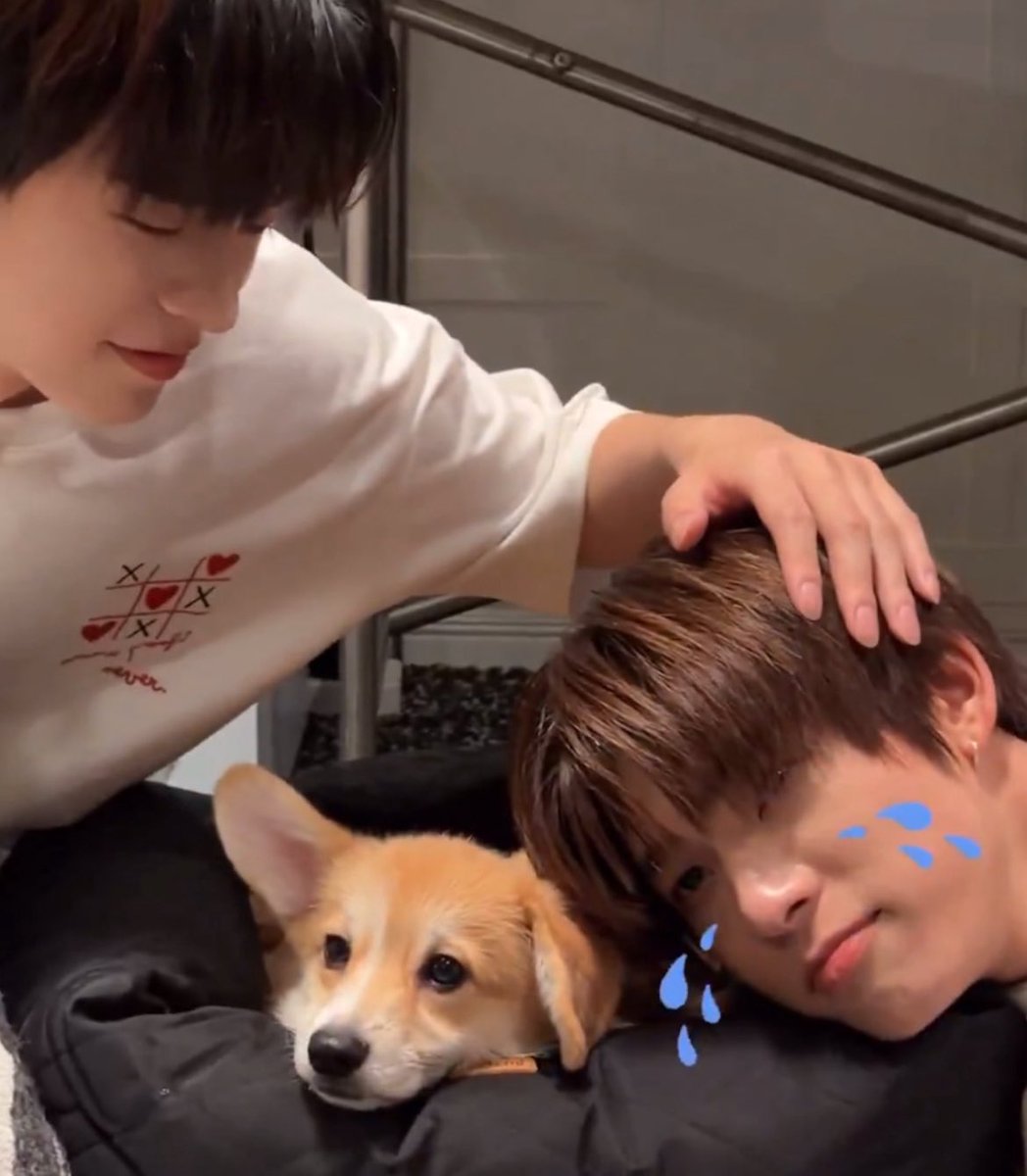 Araluen_TTP's tweet image. Duang Vs. Basic Responsibility 3.0 

#DuangQin AU where in: 

Duang enforces “no dogs on the bed,” yet still wakes up pushed to the edge—until he fake-sleeps and catches Qin sneaking Fluffy in like a secret mission.

#teeteepor #ตี๋ตี๋ป๋อ 
#Au