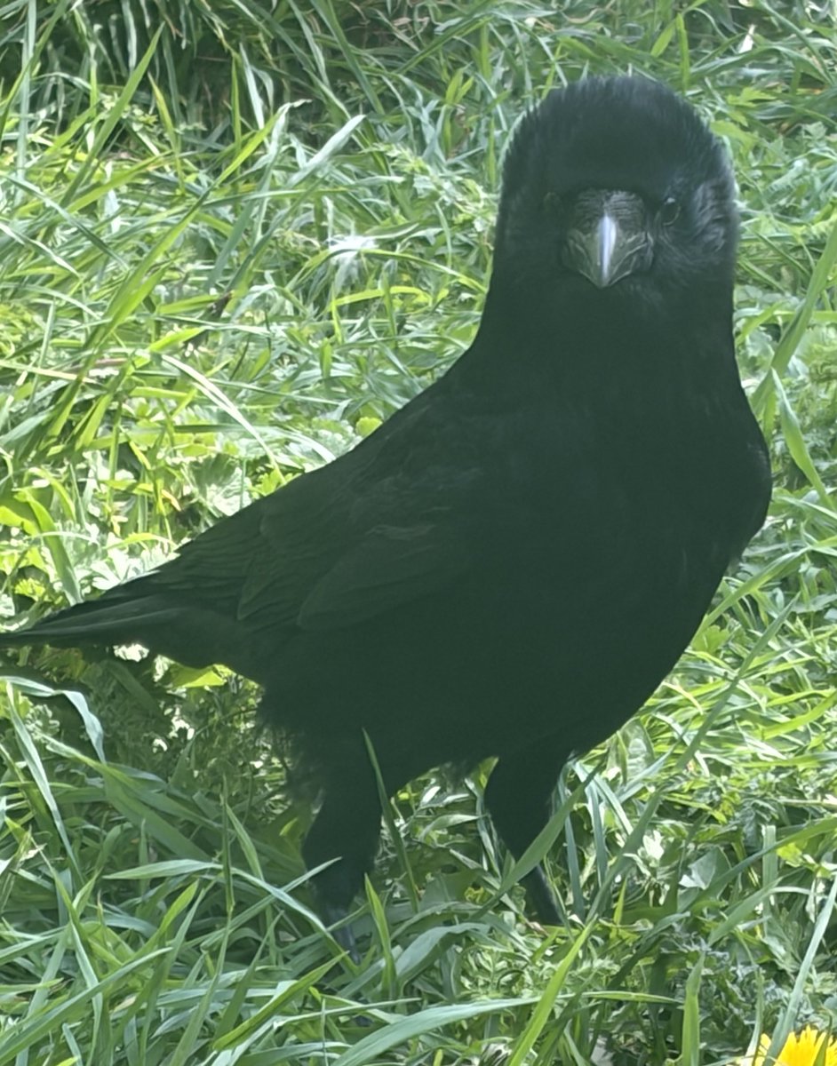 BromptonBunch's tweet image. One of the crows near my first bench. It is where I rescued one of their number. I hope they realise I was helping him, not just abducting him &amp;amp; carrying him off in my bag #Crows