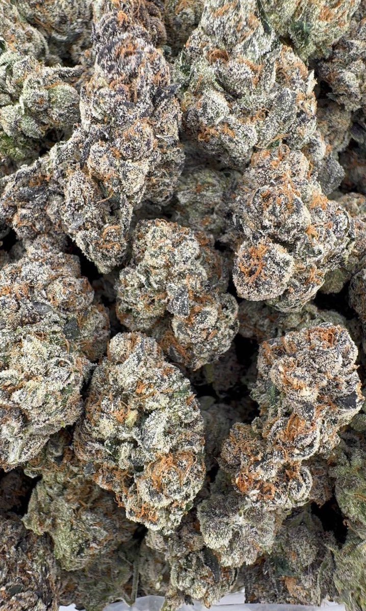 Sctlandweedplug's tweet image. #Glasgow weed, #Edinburgh weed, #Aberdeen weed, #Dundee weed, #Inverness weed, #Stirling weed, #Perth weed, #Dunfermline weed, #Paisley weed, #East Kilbride weed, #Livingston weed, #Hamilton weed, #Cumbernauld weed, #Kirkcaldy weed, #Ayr weed