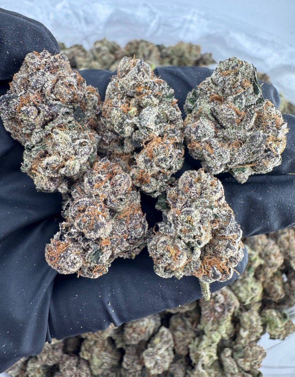 Sctlandweedplug's tweet image. #Glasgow weed, #Edinburgh weed, #Aberdeen weed, #Dundee weed, #Inverness weed, #Stirling weed, #Perth weed, #Dunfermline weed, #Paisley weed, #East Kilbride weed, #Livingston weed, #Hamilton weed, #Cumbernauld weed, #Kirkcaldy weed, #Ayr weed