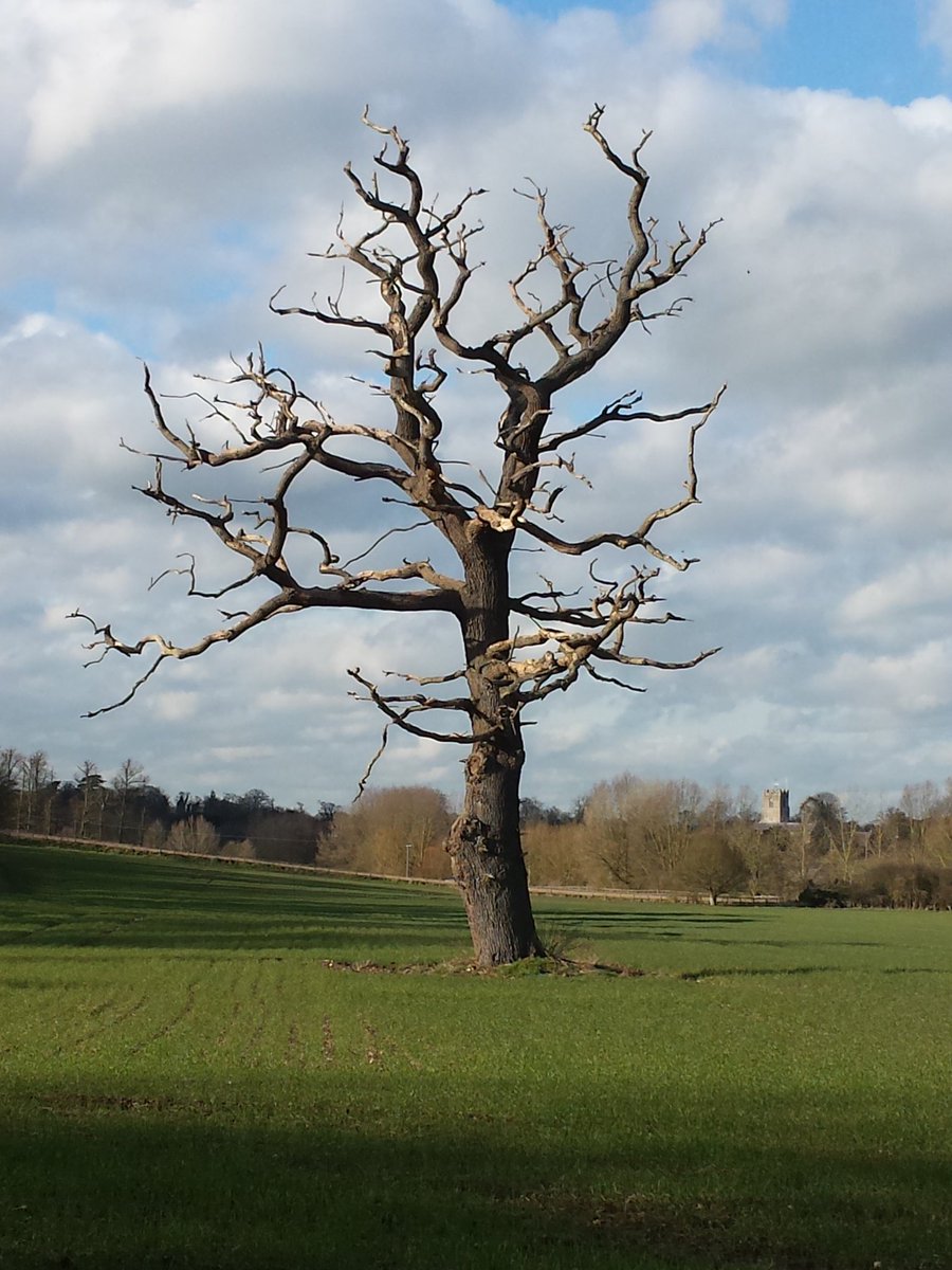 Dbridges64David's tweet image. One for #ThickTrunkTuesday #photo #photography