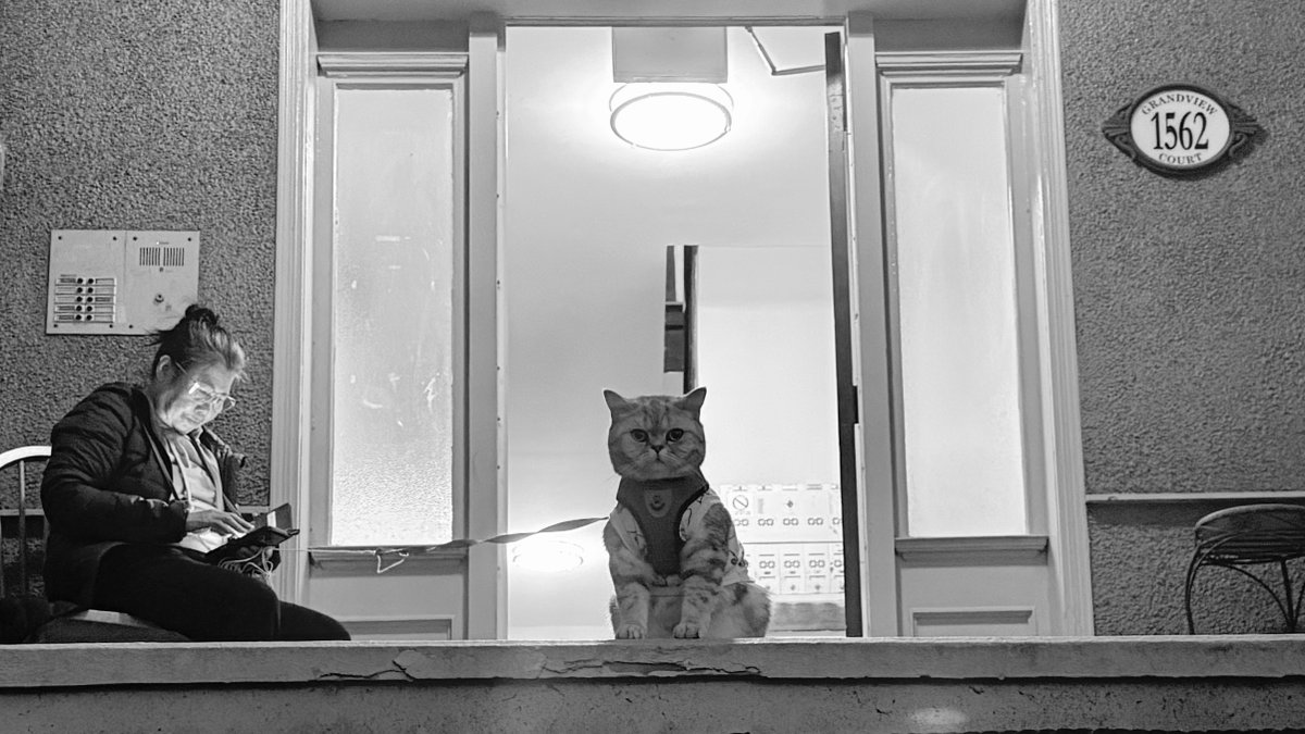 DeCrooRodney's tweet image. One of the rare times I asked to take a photo. The woman was nice, but I was a bit intimidated by Senor Gato Gruñón. #streetphotography #bnw #cats