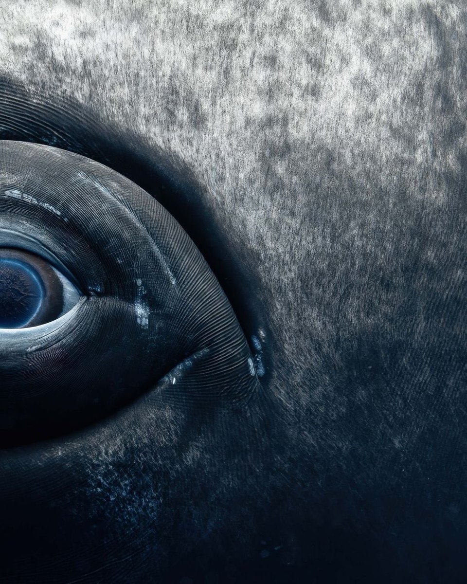 The eye of a female humpback whale. Photos by Rachel Moore