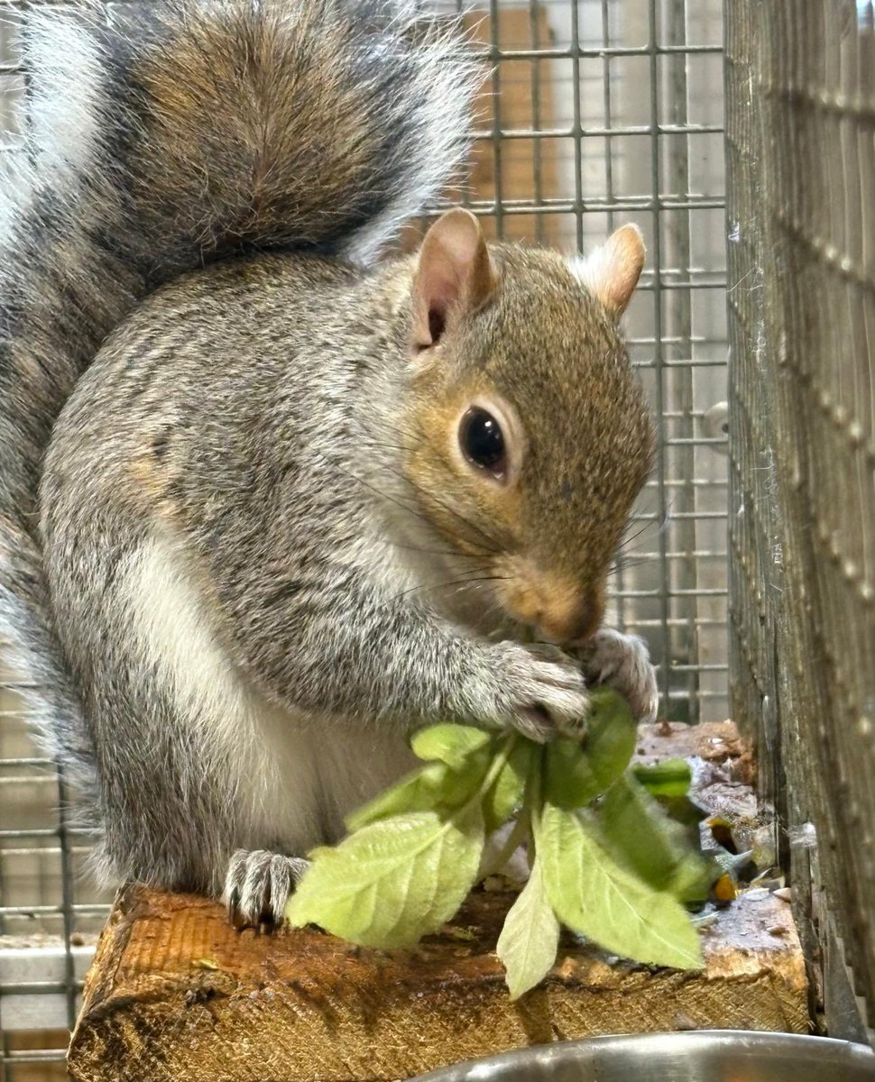 Pippin enjoys her pear tree buds 🐿🩶🐿🩶🐿