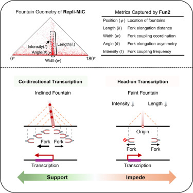 MolecularCell's tweet photo. Online Now: Deciphering the dual effects of transcription on DNA replication elongation by replication-associated Micro-C https://t.co/YYuVLrHz2G https://t.co/bYJmYJOtIr