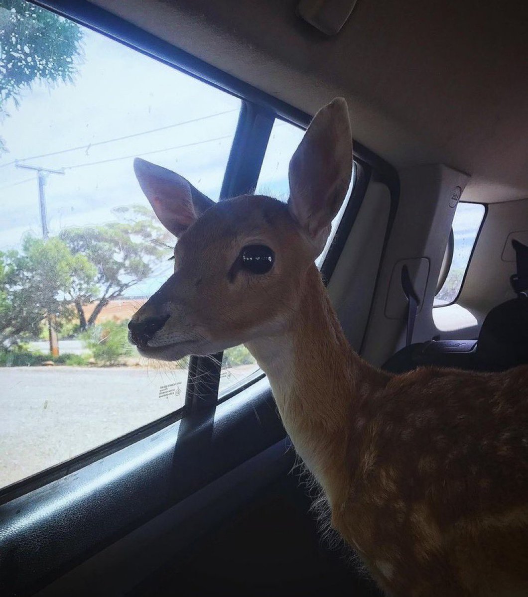 ray 𓆦 🩸 tweet media