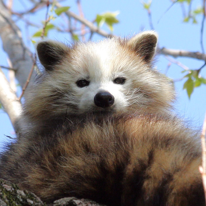 Why you should have a Raccoon tweet media