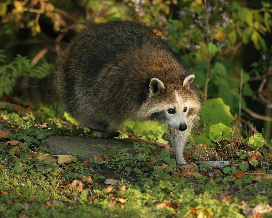Why you should have a Raccoon tweet media