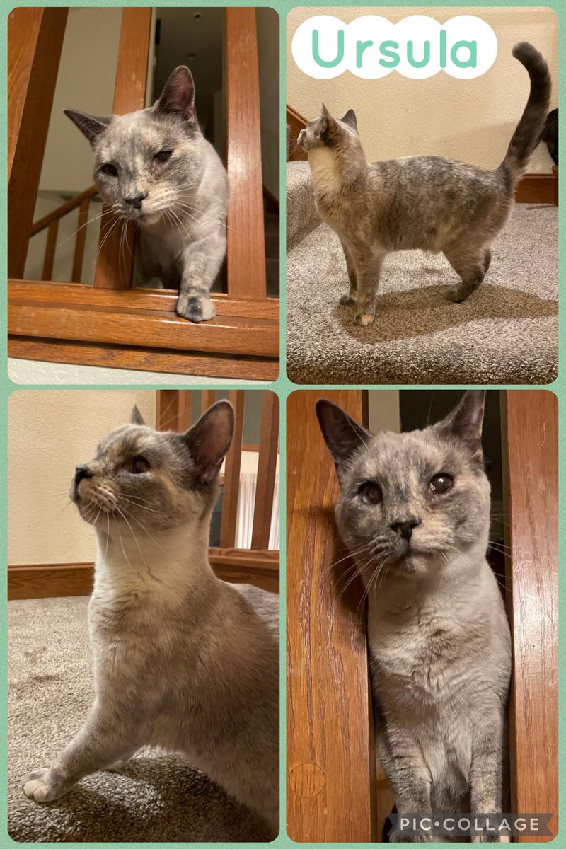 IBRescue's tweet image. URSULA
Meet by Appointment Only!
1 year old
seal point dilute torti
female
Apply at: new.shelterluv.com/matchme/adopt/…
And then call us at: 916-705-6884 to set up an appointment
#adoptdontshop #adoptme #catadoptions #rosevilleca #seekingafureverhome  #rehomehour #cats