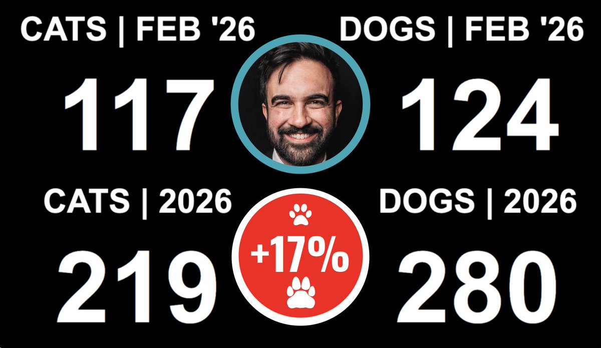 CatherineW53141's tweet image. @NYCMayor @ZohranKMamdani @NYCACC #AdoptDontShop #dogs #DogLovers #dogsofX #sos #rescues #help #FostersSaveLives #nyc #ny #nj #nycacc GET EM BEFORE THEY KILL EM !! URGENT 911!! WEINSTOCK NEEEEEEEEEDSSSS TO GO!!